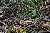 Angkor - ruins of Beng Mealea